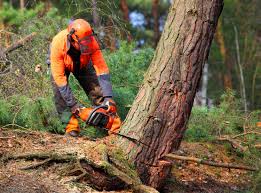 Best Arborist Consultation Services  in Campton Hls, IL